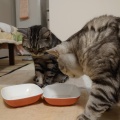 子猫と柴犬