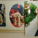 水戸市トイプードル愛犬ゼロちゃんの個別火葬【ペット火葬・霊園・水戸市】