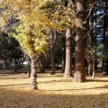 晩秋の世田谷散歩