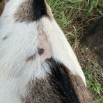 ヤギ飼ってみた