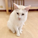 猫式ブログ～里親募集型猫カフェ