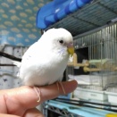 病院へ連れて行くのを悩んだ末