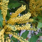 酢を造るといふ仕事｜富士酢醸造元　飯尾醸造