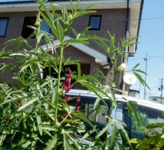 種を戴いて10数年　ずっと続けています　(*ﾟ▽ﾟ*)