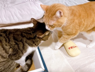 けりマヨをめぐる猫らの小競り合い。