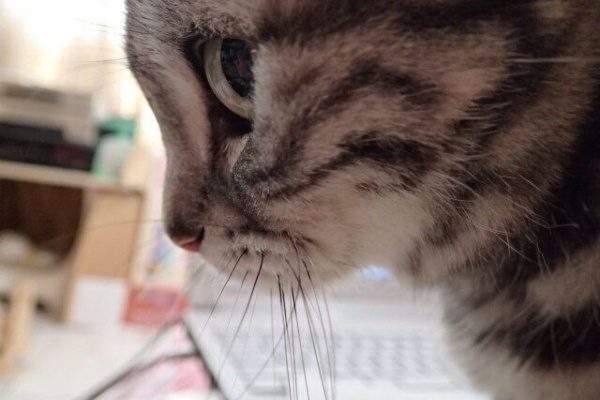 小梅と梅吉と株の道 - DVD 映画