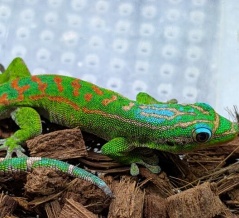 新着さんの写真ちょっと追加！と年末年始のお知らせ