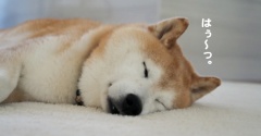 柴犬貫太、初めての“GERI”