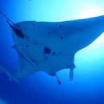 石垣島ダイビングブログ