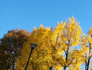 【お知らせ】近況とブログの広告について