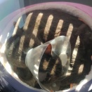 ギイ猫の症状