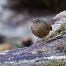 先日のリベンジ