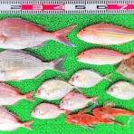 竹村貸舟店【高知県 浦ノ内湾～宇佐～須崎市横浪半島沖の船釣り】釣果情報 & ブログ