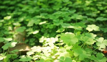 【経験者が教える引き寄せのコツ】引き寄せの法則ってどうやるん?