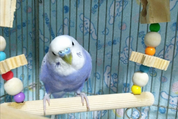 PBFDそらちゃんと☆あむしろインコ日記☆ - セキセイインコ