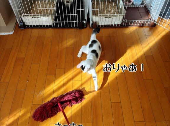 暇を持て余した子猫の遊び