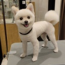 トリミング🐾