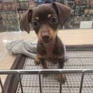 🐶新しいワンちゃんが仲間入り❣️