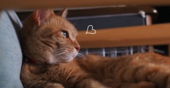 秋の夜長は猫とドラマ♪