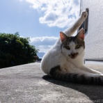 猫写真家・沖 昌之のブログ　野良ねこちゃんねる。　