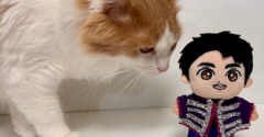 猫の手を貸してくれなくていいのに、貸してくれる猫