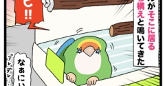 【省エネの日記】🦜そこに居るなら構ってよ！