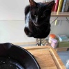 【ご飯&猫日記】豚汁に塩むすび・先住猫ポチにゃの幸福度やいかに