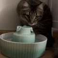 猫の給水器を買い替え｜ファウンテンから水を飲まなくなった我が家の解決策