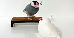 シロ子ちゃんとお揃いになりました