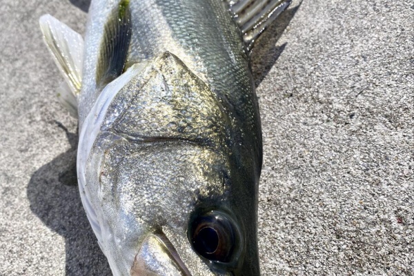 SAKURA LURE DIVISION 釣行記 - C3+ W.o.r.C 8'7