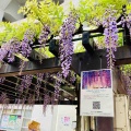 4月14日（火）ののだ藤巡り2…アフター万博