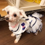 『【犬】くるみちゃん 家族が決まりました』の画像