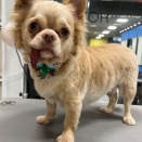 【トリミングブログ】ちーちゃん
