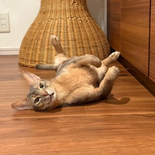おうちごはんとおかしとねこ