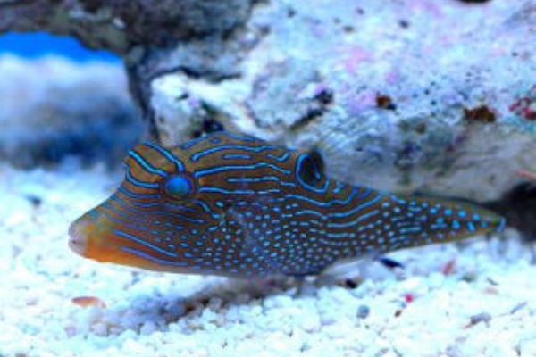 シボリキンチャクフグ 熱帯魚と海水魚図鑑