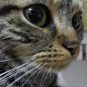 暴れん坊猫よりいろいろやらかしていた猫