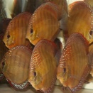 AquaDreamsのRedMaxレッドマックス⑥