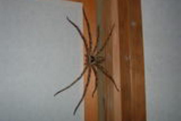 昆虫生活 06年09月