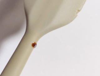 X民「なんかヘラから謎の液体が垂れ出てくるんだけど何これ」→切って中身を確認してみると・・・うわああああああああ