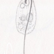 Anisonema sp. 長い曳行鞭毛（後方に引きずる鞭毛）を持つユーグレナ類