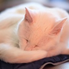 『KAMLAN50mmF1.1による猫①　2021/02/15』の画像