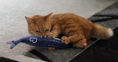 茶トラまる子と私の楽しい時間♪