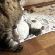 昼寝の場所が見つかってしまったマロちゃん