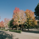 『2025.11『岡山県総合ｸﾞﾗｳﾝﾄﾞの紅葉🍂❹』岡山市北区いずみ町』の画像