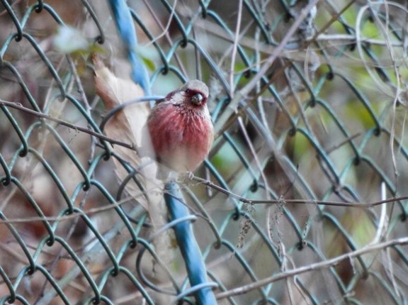 【画像】もうジョウビタキ来てるやん