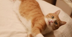 メガじゃらしと猫ら。