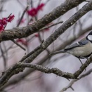 2026/02/28　今日も近くの梅園に行って来た