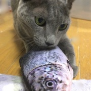 7年前に買ったおもちゃで遊ぶ2歳の猫