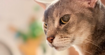水滴がしたたるイイおとこ？