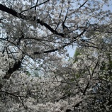 『'2013お花見🌸～はちけんやお花見フェスタ ＠大阪・天満橋』の画像